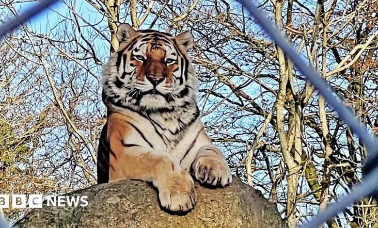 'You can't cut costs with animal welfare': The British zoos fighting for survival