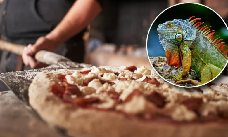 You'll Never Guess Where They Just Threw Iguana On Pizza (OK, It Was Florida)