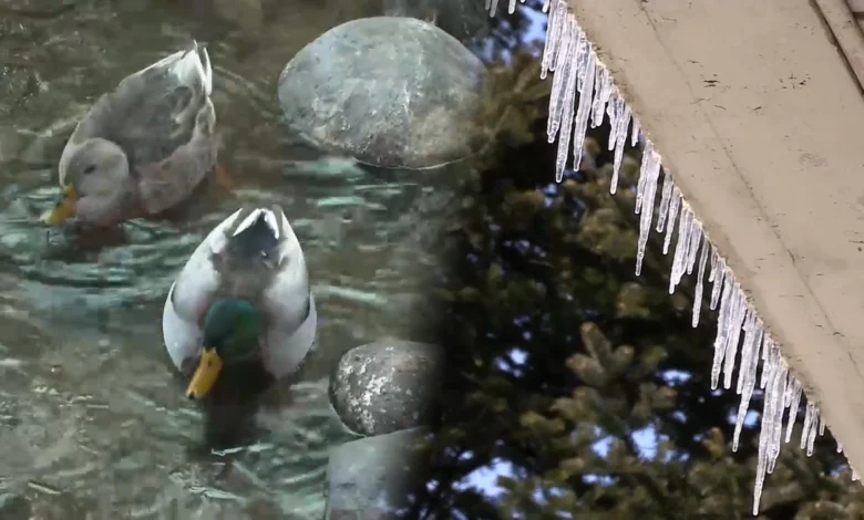 모레까지 평년보다 포근…금요일 또다시 강추위