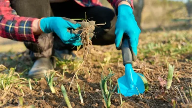 19 Best Perennials You Should Be Planting In March