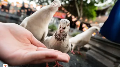 8 марта пешеходная улица Нгуен Хюэ была залита яркими красками.