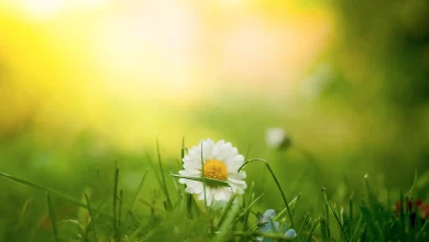 A week of warm spring weather with sunny spells