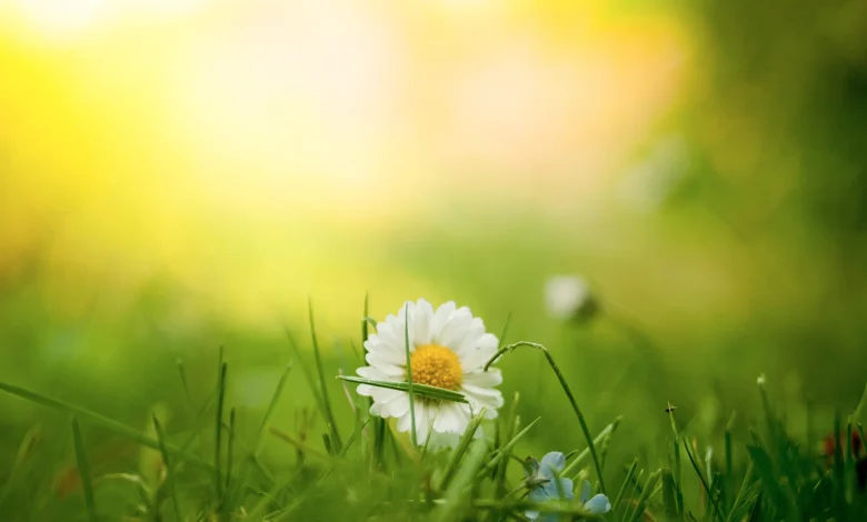 A week of warm spring weather with sunny spells