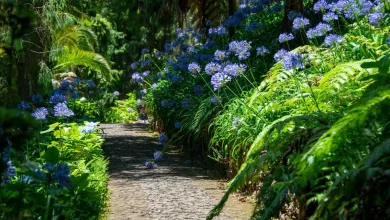 Alan Titchmarsh's 7 best drought-tolerant plants that barely need watering