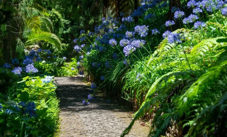 Alan Titchmarsh's 7 best drought-tolerant plants that barely need watering