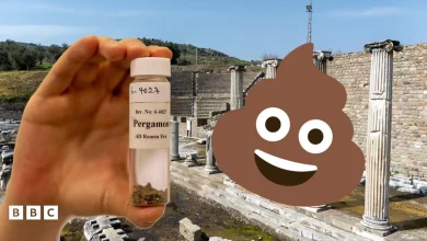 'Amused and delighted' experts continue study of Ancient Roman poo