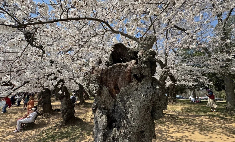 As cherry blossoms reach peak bloom, one unusual tree stands out