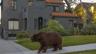 Bear swipes woman walking dog in Monrovia; incident reported as ‘unusual’