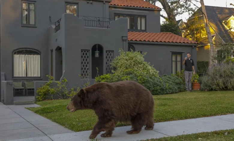 Bear swipes woman walking dog in Monrovia; incident reported as ‘unusual’