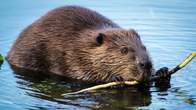 Beavers are turning rivers into powerful carbon sinks