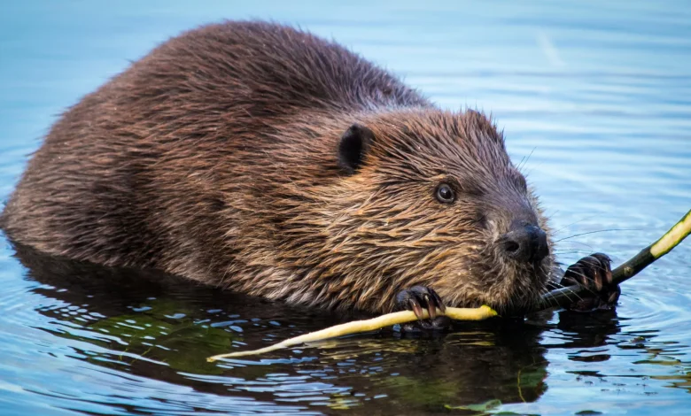 Beavers are turning rivers into powerful carbon sinks