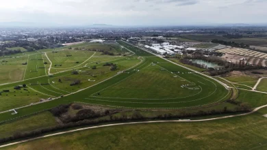 Cheltenham Festival horse Hansard dies after a fall