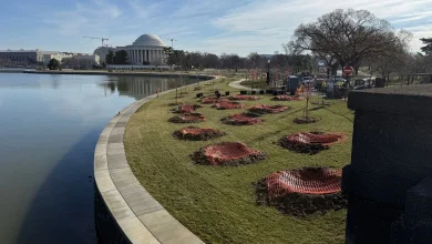 Cherry Blossom Festival visitors will be steered away from hundreds of new trees