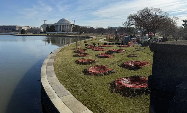 Cherry Blossom Festival visitors will be steered away from hundreds of new trees