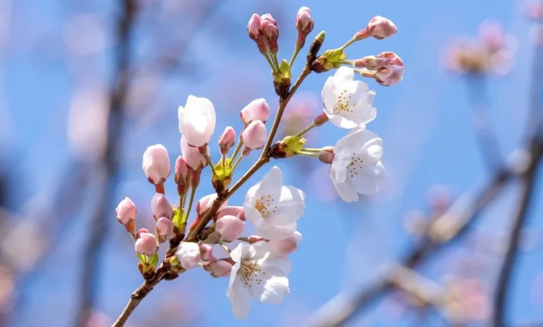 Cherry Blossom Season 2026: First and Full Blooms Across Japan