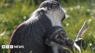 Chester Zoo monkey can hold its baby thanks to pioneering op
