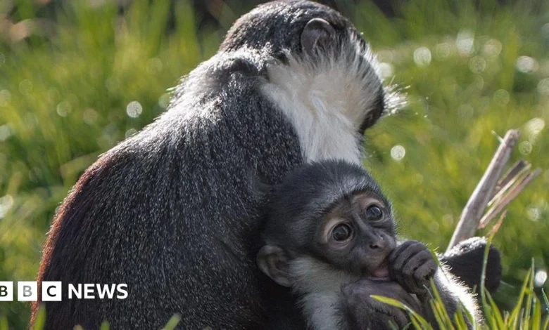 Chester Zoo monkey can hold its baby thanks to pioneering op