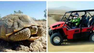 Closure of 2,200 miles of Mojave Desert trails has some celebrating, others frustrated