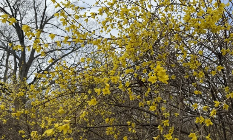 Cooler Thursday forecast and then back to windy weather Friday