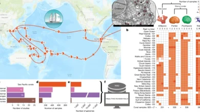 Coral microbiomes as reservoirs of unknown genomic and biosynthetic diversity