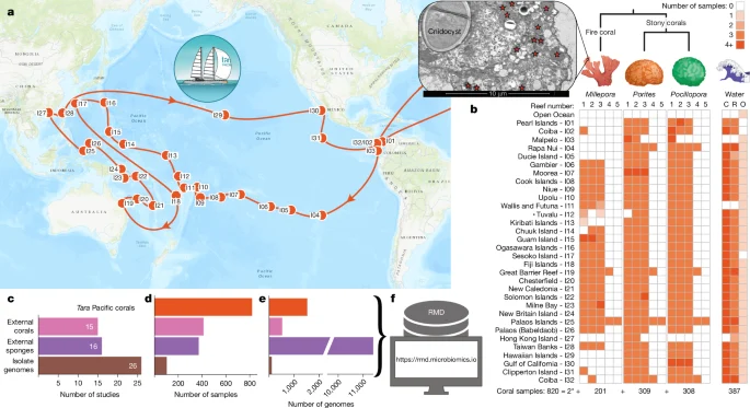 Coral microbiomes as reservoirs of unknown genomic and biosynthetic diversity