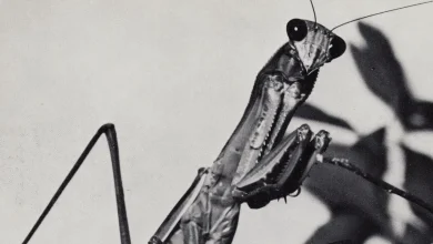 Courtney Barnett: Creature of Habit Album Review