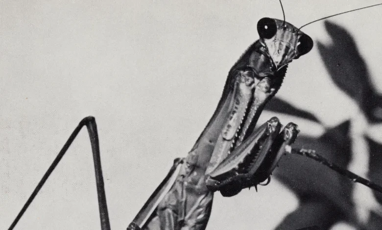 Courtney Barnett: Creature of Habit Album Review