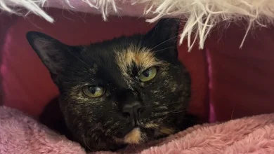 Days after deadly tornado, Union City volunteers keep searching for missing pets