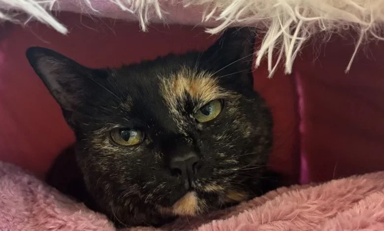 Days after deadly tornado, Union City volunteers keep searching for missing pets