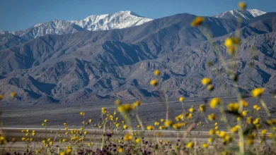 Death Valley sees its most spectacular superbloom in a decade