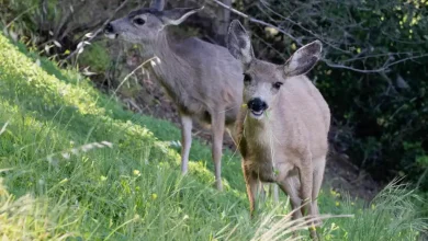 Deer eradication plan on Catalina Island is challenged in LA Superior Court