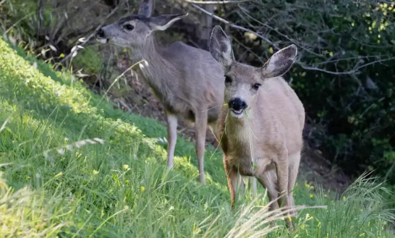Deer eradication plan on Catalina Island is challenged in LA Superior Court