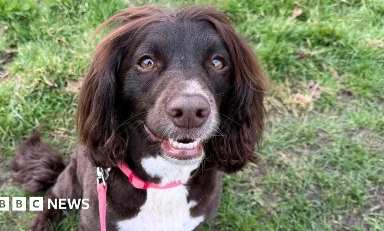 'Designer' dog owners report more problem behaviours, vets warn