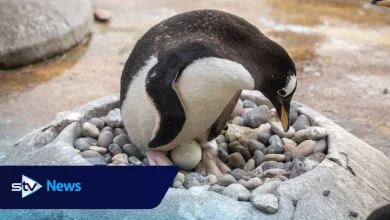 Easter comes early as penguins lay eggs at Edinburgh Zoo
