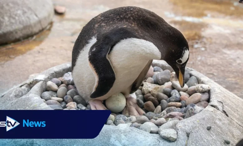 Easter comes early as penguins lay eggs at Edinburgh Zoo