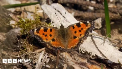 'Extinct' large tortoiseshell butterfly spotted across southern England