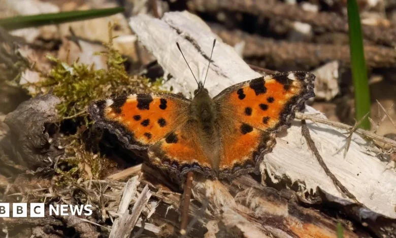 'Extinct' large tortoiseshell butterfly spotted across southern England