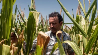 Fertilizer prices soar amid Strait of Hormuz tensions—forcing U.S. farmers to rethink crop planting