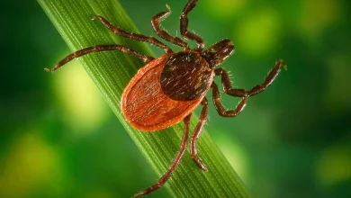 Finally, Some Good News in the Fight Against Lyme Disease