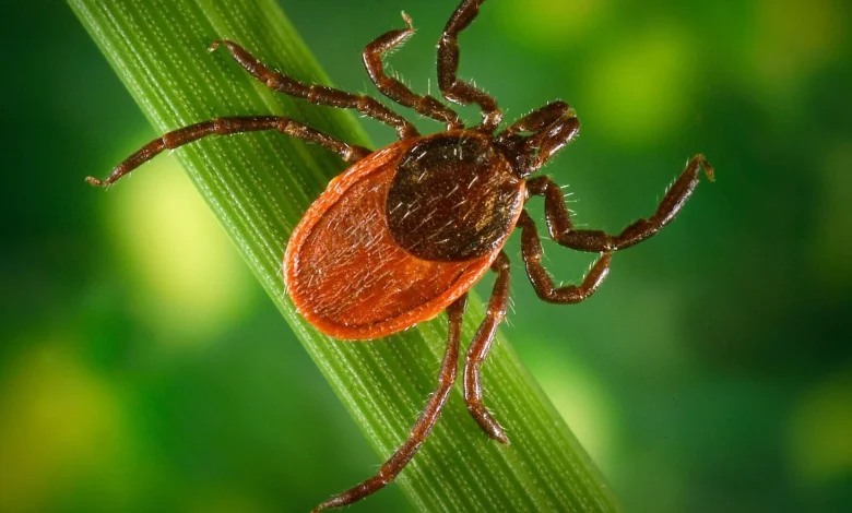 Finally, Some Good News in the Fight Against Lyme Disease