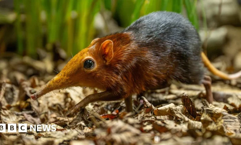 First elephant shrews born in the UK at Hertfordshire Zoo