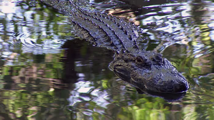 Florida investigators look into viral video of people in airboat firing on alligator