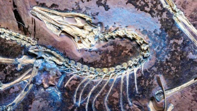 Fossil discovered with well-preserved soft tissue seems to prove Darwin was right all along