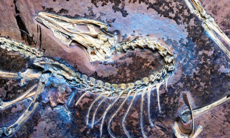 Fossil discovered with well-preserved soft tissue seems to prove Darwin was right all along