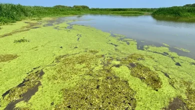 Four earthquakes strike Louisiana in under 10 minutes, days after the state's largest quake in its history