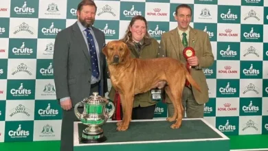 "Gentle giant" Clyde steals the show at Crufts