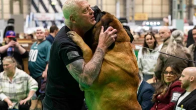 Gold-Bust! WWE legend misses out at Crufts