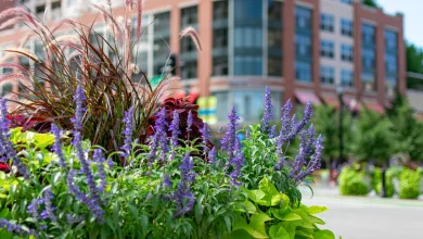 Grab a free ride and ‘Hop Around Evanston’ this spring