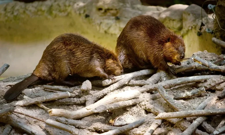 Groundbreaking study finds a natural way to fight climate change