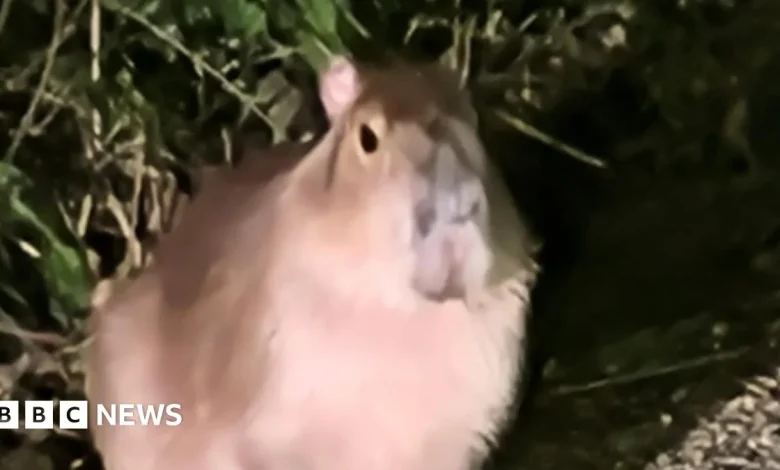 Hampshire village abuzz over capybara that escaped Marwell Zoo